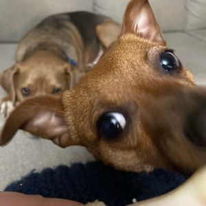 Meet your Posher, Anna